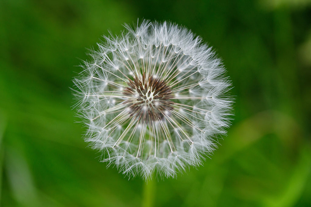 White dandelion flower blowball. Wild nature background closeup